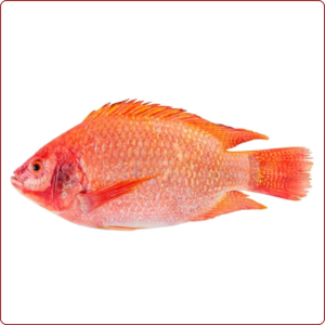 Tilapia roja